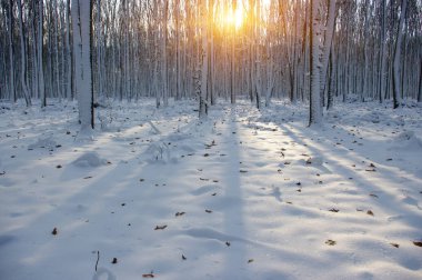 Ormanda gün batımı 