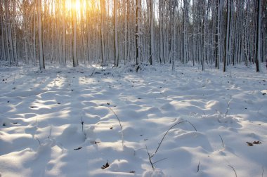 Ormanda gün batımı 
