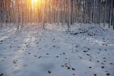 Kış ormanında gün batımı