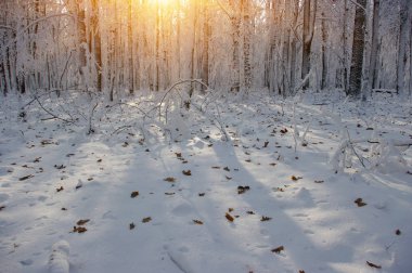 Ormanda gün batımı 