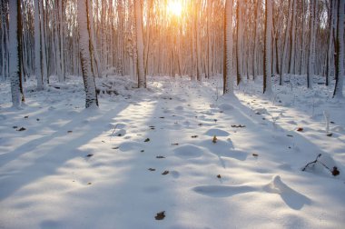 Kış ormanında gün batımı