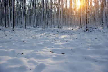 Ormanda gün batımı 