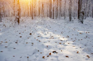 Ormanda gün batımı 