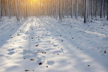 Ormanda gün batımı 