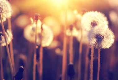 Güneşte karahindiba 