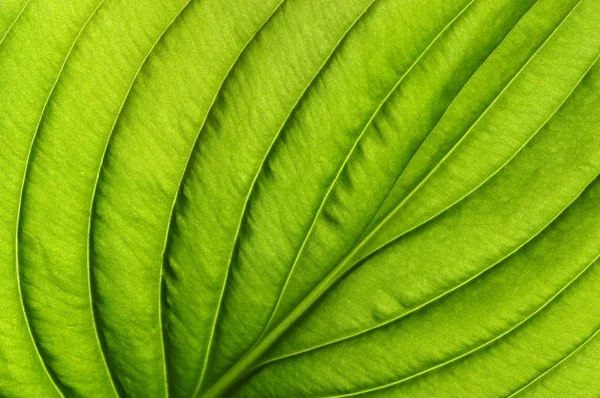 Grönt blad konsistens — Stockfoto