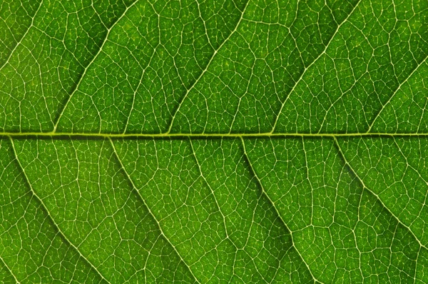 녹색 잎 텍스처 — 스톡 사진
