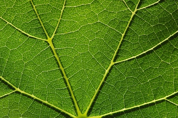 Textura de hoja verde —  Fotos de Stock