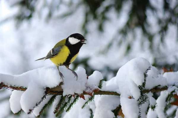 Tit sitting on spruce branches — Stock Photo, Image