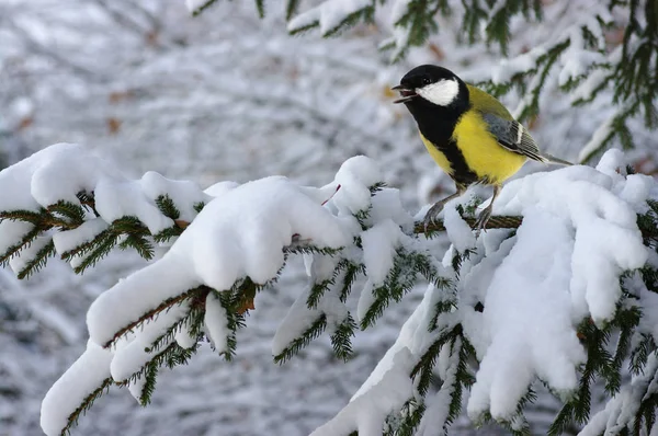 Tit sitter på spruce grenar — Stockfoto