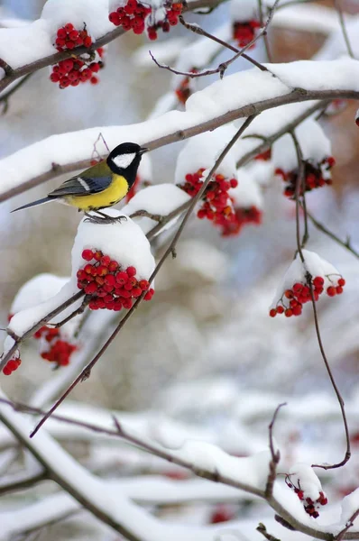 Tit που κάθεται σε ένα υποκατάστημα της rowan — Φωτογραφία Αρχείου