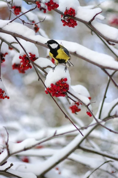 Tit sitting on a branch of rowan — Stock Photo, Image