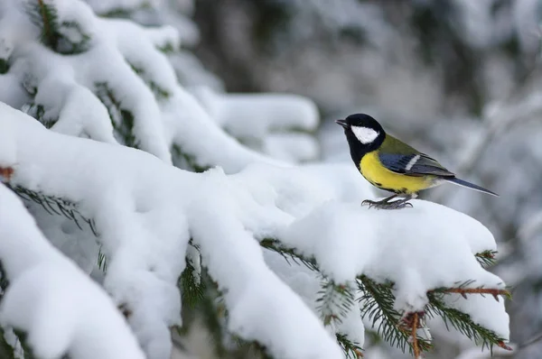 Tit sitting on spruce branches — Stock Photo, Image