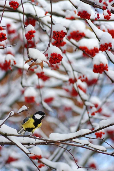 Tit, sedící na větvi rowan — Stock fotografie