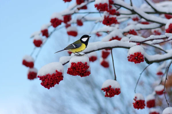 Tit sentado em um ramo de rowan — Fotografia de Stock