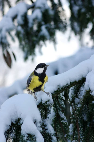 Tit sedí na smrkové větve — Stock fotografie