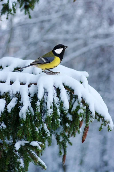 Tit sedí na smrkové větve — Stock fotografie