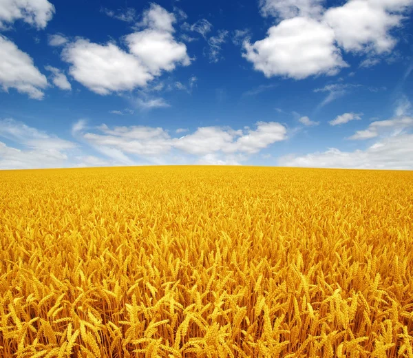 Pšeničné pole a nebe — Stock fotografie