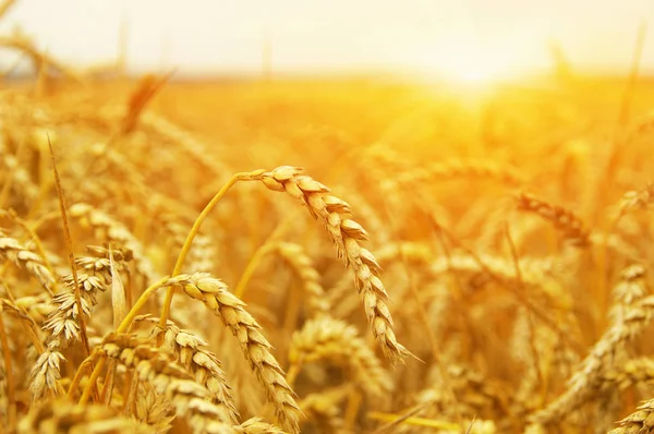 太陽の麦畑 — ストック写真