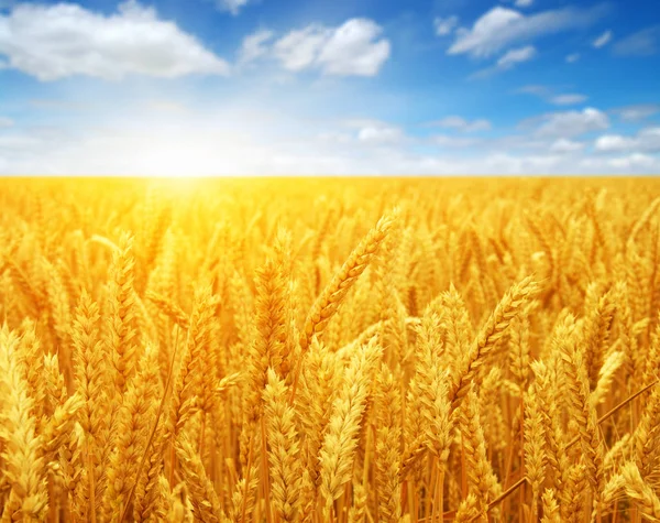 Wheat field and sun — Stock Photo, Image