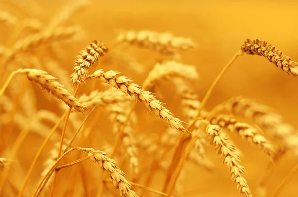 Campo de trigo al sol — Foto de Stock