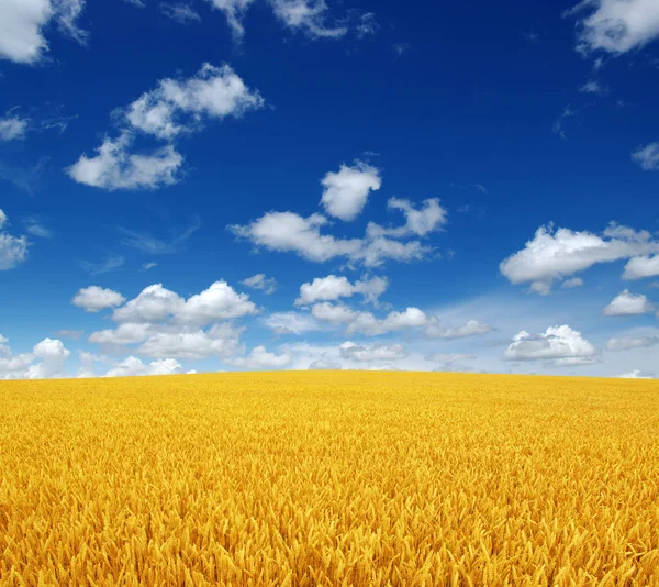 Buğday tarlası ve gökyüzü 