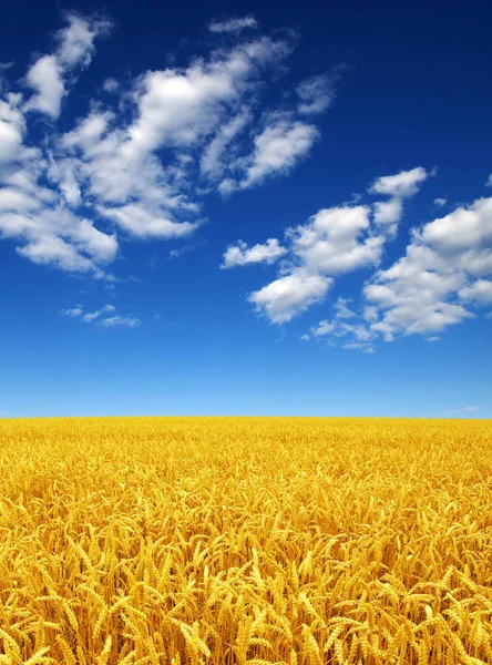 Campo de trigo y cielo —  Fotos de Stock