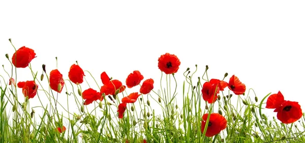 Rote Mohnblumen auf weißem Grund — Stockfoto