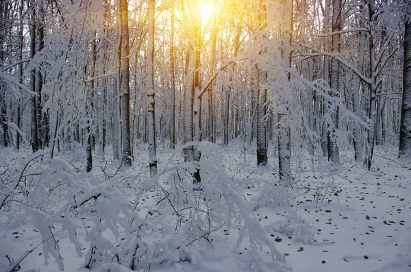 落日在树林里 — 图库照片