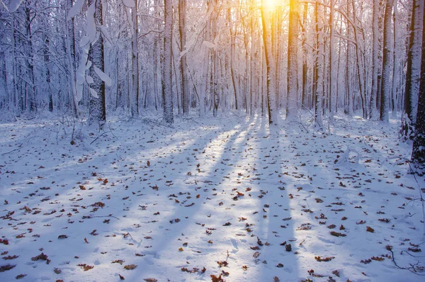 Puesta de sol en el bosque —  Fotos de Stock