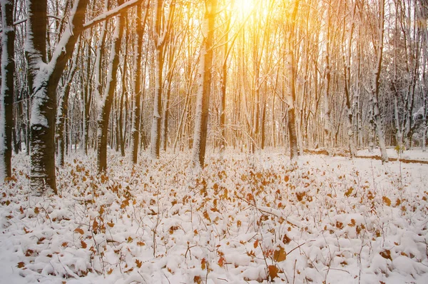 Coucher de soleil dans la forêt hivernale — Photo