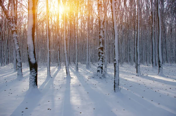 Kış ormanında gün batımı