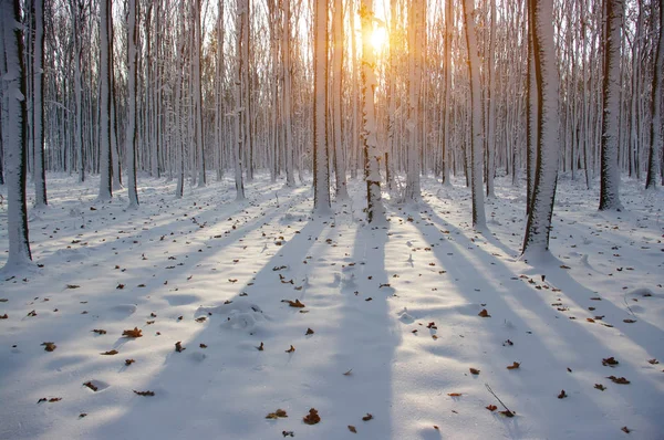 Kış ormanında gün batımı