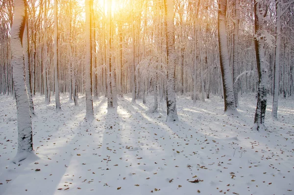 Pôr do sol na floresta de inverno — Fotografia de Stock