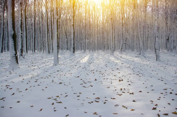 Pôr do sol na floresta de inverno — Fotografia de Stock