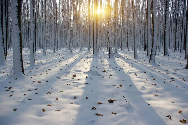 Zachód słońca w lesie zimowym — Zdjęcie stockowe