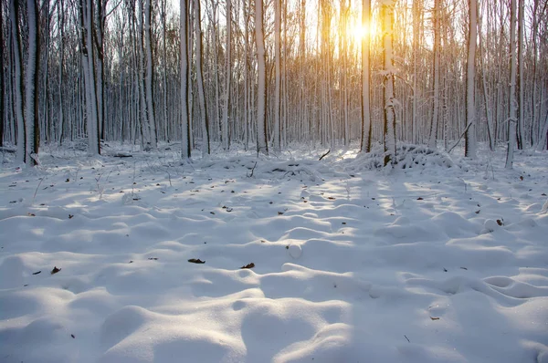 Puesta de sol en el bosque —  Fotos de Stock