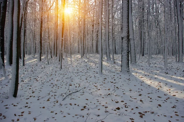 Puesta de sol en el bosque —  Fotos de Stock