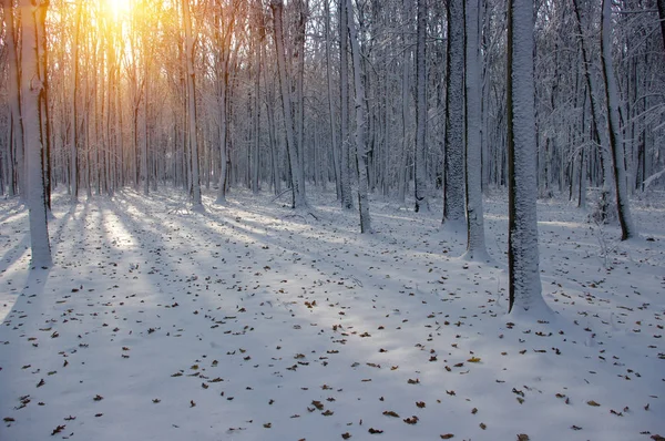 Puesta de sol en bosque de invierno —  Fotos de Stock