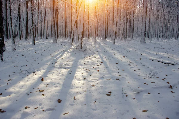 Puesta de sol en el bosque —  Fotos de Stock