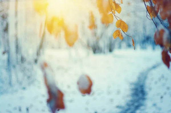 Feuilles jaunes dans la neige au soleil — Photo