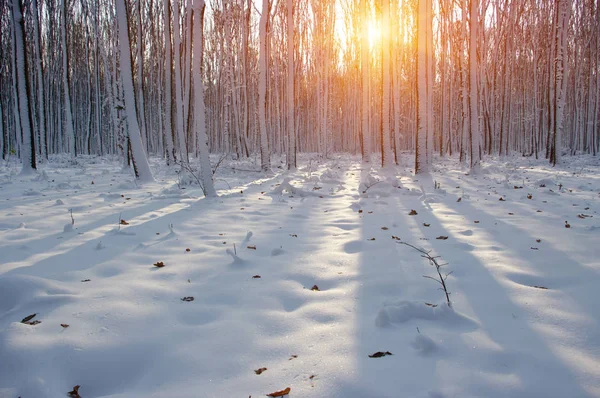 Pôr do sol na floresta de inverno — Fotografia de Stock