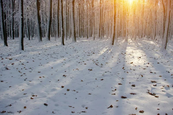 Puesta de sol en el bosque —  Fotos de Stock