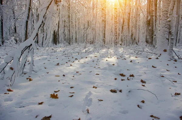 Pôr do sol na floresta de inverno — Fotografia de Stock