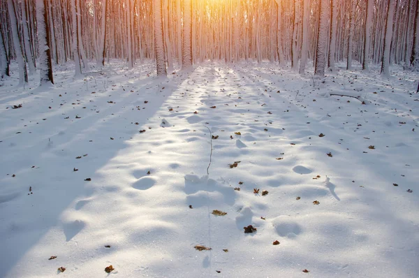 Puesta de sol en el bosque —  Fotos de Stock