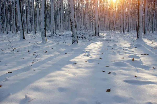 Pôr do sol na floresta de inverno — Fotografia de Stock