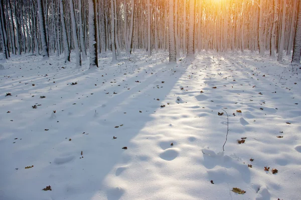 Kış ormanında gün batımı