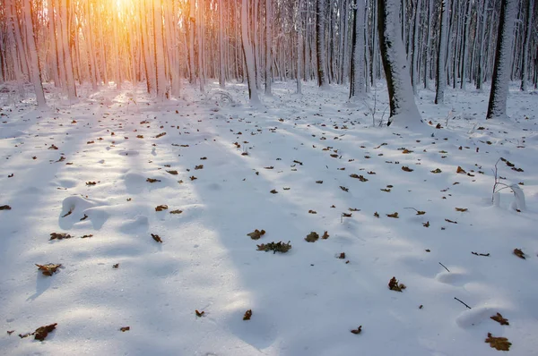 Ormanda gün batımı 