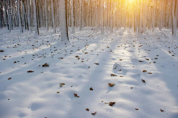 Kış ormanında gün batımı