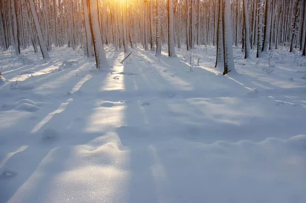 Puesta de sol en bosque de invierno —  Fotos de Stock